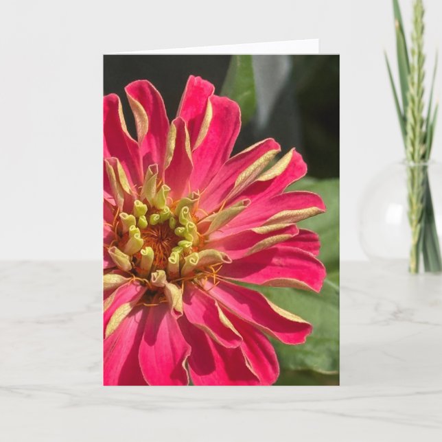 Tarjeta Exuberant Zinnia Blank Greeting Card (Anverso)