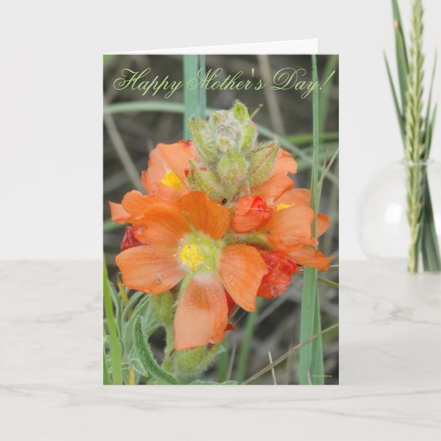 Tarjeta F40 Flores silvestres naranjas Malva escarlata (Anverso)