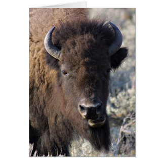 Tarjeta facial de Bison