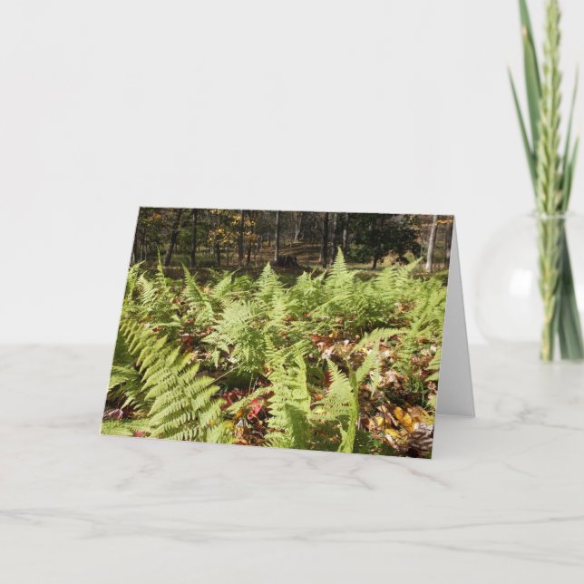 Tarjeta Fall Ferns (Anverso)