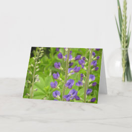 Tarjeta falsa de índigo (Baptisia australis)
