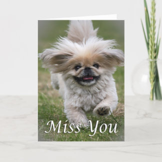 Tarjeta Falta del Pekinese usted