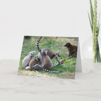 Tarjeta Familia de lemures cola