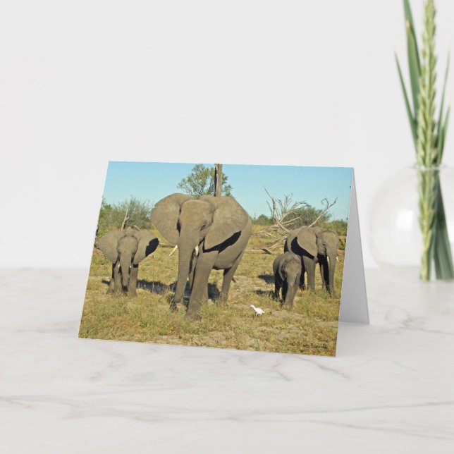 TARJETA FAMILIA ELEFANTE (Anverso)