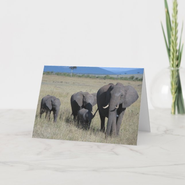 Tarjeta Familia Elephant (Anverso)