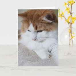 Tarjeta (Fancy felino) Contemplación gitana: foto de gato