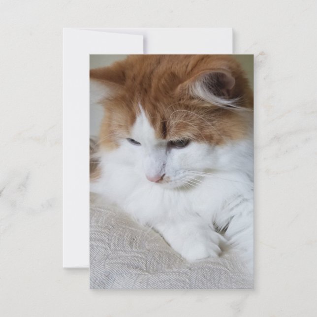 Tarjeta (Fancy felino) Contemplación gitana: foto de gato (Anverso)