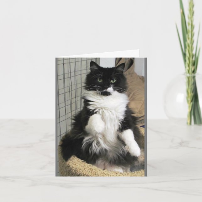 Tarjeta Fancy Purrfect Feline Cat Photo Diseñado (Anverso)