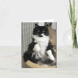 Tarjeta Fancy Purrfect Feline Cat Photo Diseñado
