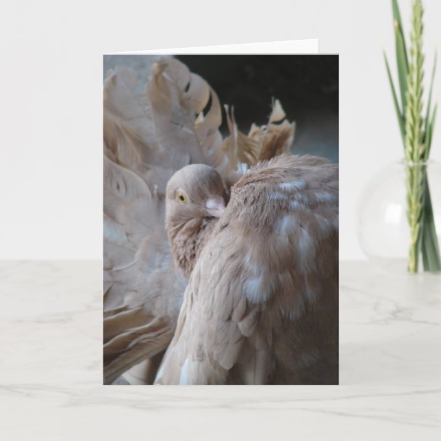 Tarjeta Fantail Pigeon (Anverso)