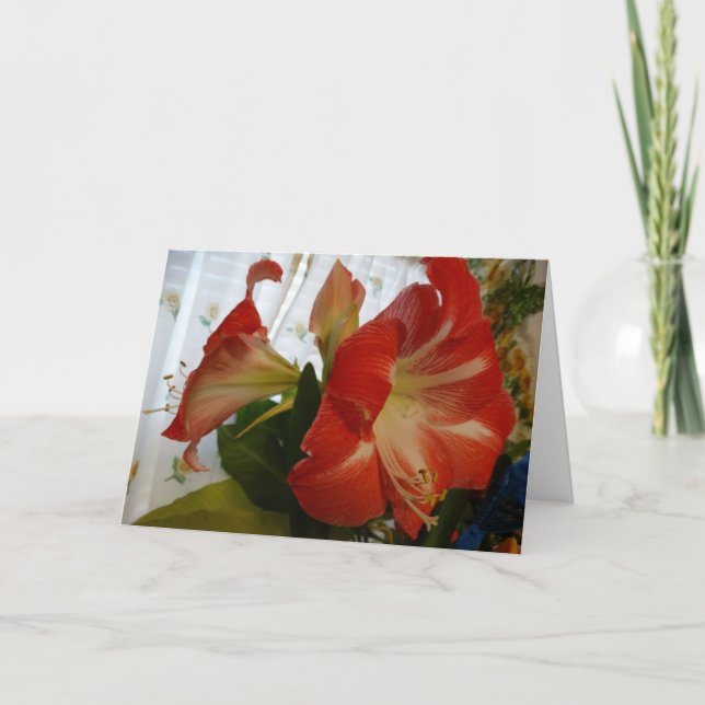 Tarjeta Favor de Dios, Stargazer Amaryllis (Anverso)