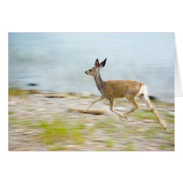 Tarjeta Fawn en ejecución (Anverso (Horizontal))