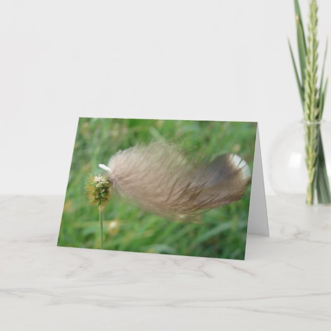 Tarjeta Feather Stube (Anverso)