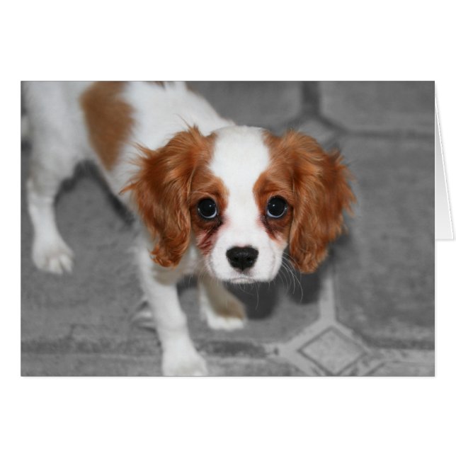 Tarjeta "Feed Better Cavalier King Charles Spaniel (Anverso (Horizontal))