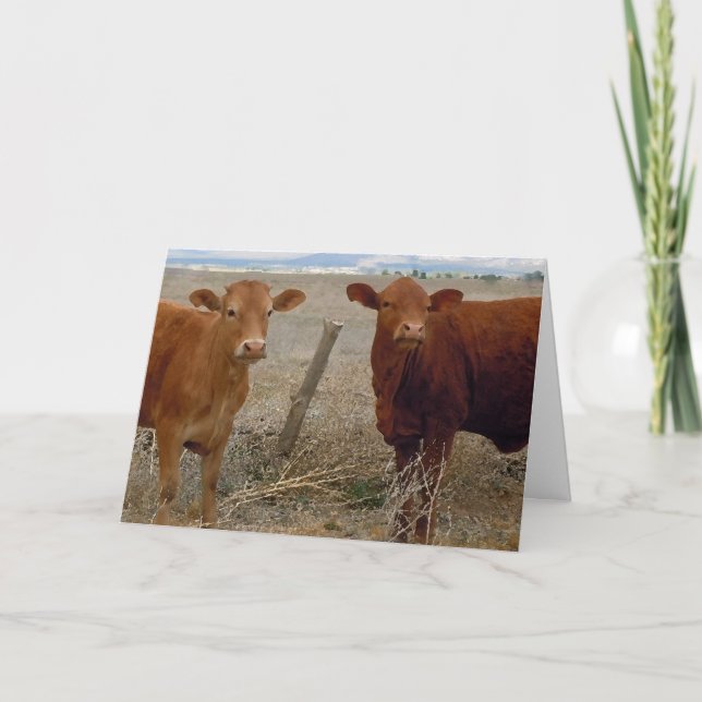 Tarjeta Felicidades por el aniversario de Cute Bovine (Anverso)