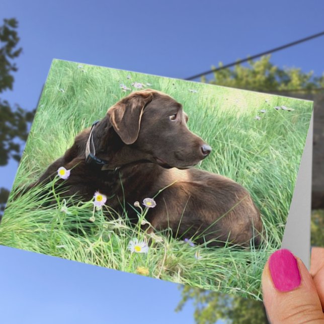 Tarjeta Felicitaciones Labrador Recuperador pensando en ti (Subido por el creador)