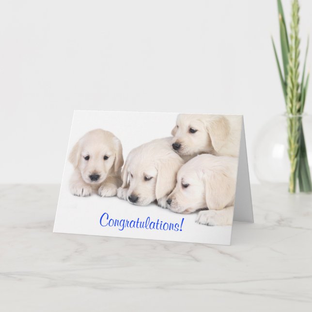 Tarjeta Felicitaciones Labrador Recuperador Puppies Tarjet (Anverso)