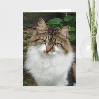 Tarjeta Felix en modo pensativo