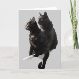 Tarjeta Feliz Aniversario Pareja de Gatos