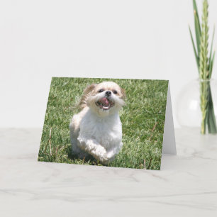 Tarjeta Feliz correr a Shih Tzu