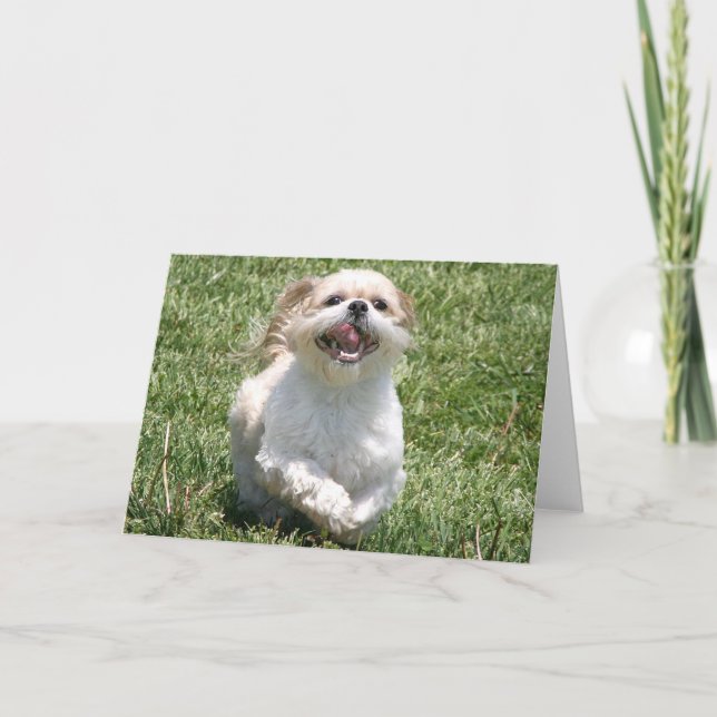 Tarjeta Feliz correr a Shih Tzu (Anverso)