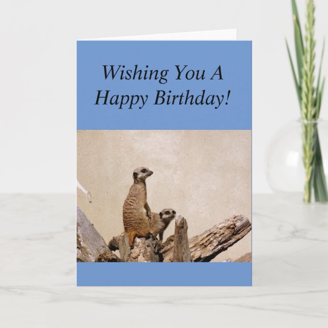 Tarjeta ¡Feliz cumpleaños a Meerkats! (Anverso)