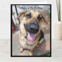 Feliz cumpleaños a un joven pastor alemán