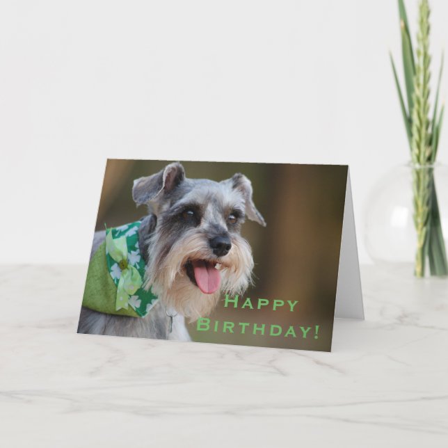 Tarjeta Feliz cumpleaños afortunado del Schnauzer (Anverso)