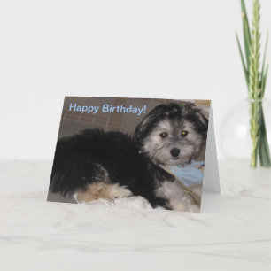 Tarjeta Feliz cumpleaños al cachorro Havanés