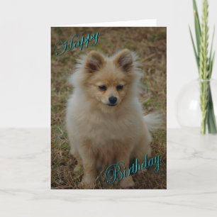 Tarjeta Feliz cumpleaños al perro Pomeranian cumpleaños