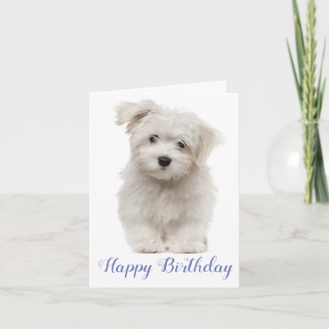 Tarjeta Feliz cumpleaños, azul cachorro maltés blanco (Anverso)