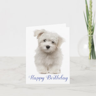 Tarjeta Feliz cumpleaños, azul cachorro maltés blanco