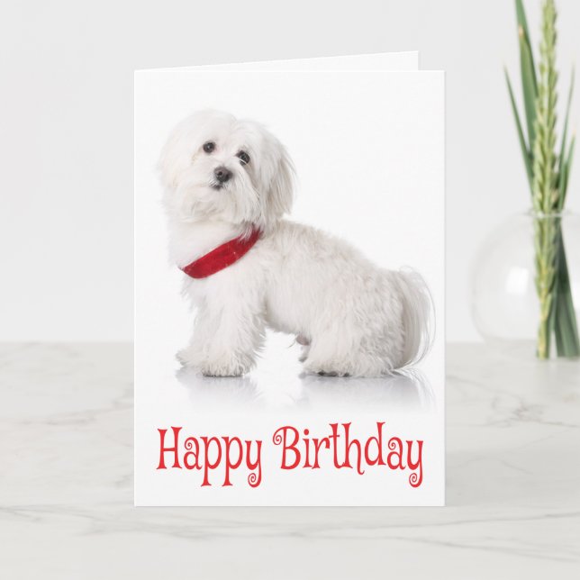 Tarjeta Feliz cumpleaños Bichon Frise Puppy Perro rojo y b (Anverso)