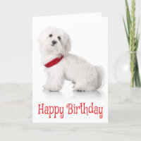 Feliz cumpleaños Bichon Frise Puppy Perro rojo y b
