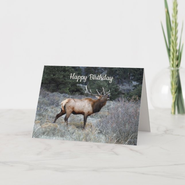 Tarjeta Feliz cumpleaños, Bull Elk Bugling (Anverso)