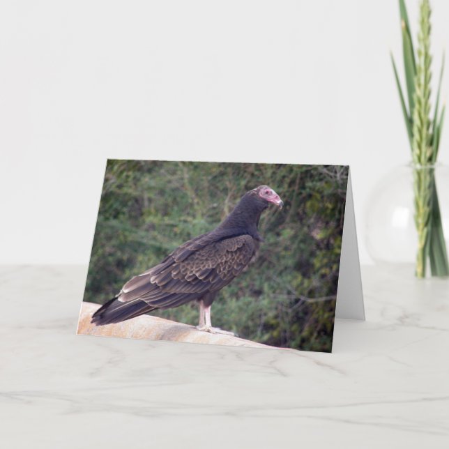 Tarjeta Feliz cumpleaños - Buzzard (Anverso)