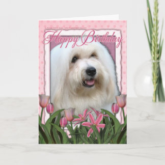 Tarjeta Feliz cumpleaños - Coton de Tulear