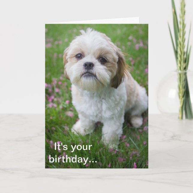 Tarjeta Feliz cumpleaños de Edie el cachorro Shih Tzu (Anverso)