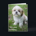 Tarjeta Feliz cumpleaños de Edie el cachorro Shih Tzu<br><div class="desc">¡Feliz cumpleaños de Edie the Shih Tzu! ¡Va a ser un día genial! I Shih Tzu not1</div>