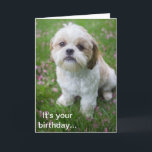 Tarjeta Feliz cumpleaños de Edie el cachorro Shih Tzu<br><div class="desc">¡Feliz cumpleaños de Edie the Shih Tzu! ¡Va a ser un día genial! I Shih Tzu not1</div>