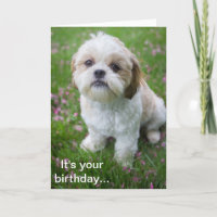 Feliz cumpleaños de Edie el cachorro Shih Tzu