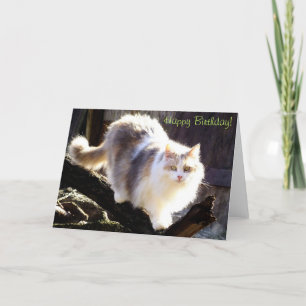 Tarjeta Feliz cumpleaños Dilute Calico Maine Coon Card