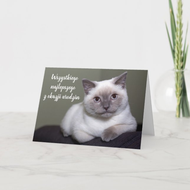 Tarjeta Feliz cumpleaños en blanco y lindo gato polaco (Anverso)