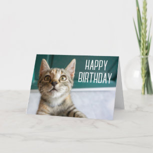 Tarjeta Feliz Cumpleaños   Gatito Atigrado Adorable