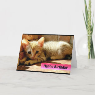 Tarjeta Feliz Cumpleaños Gatito Pequeño y Bonito