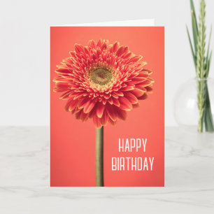 Tarjeta Feliz Cumpleaños   Gerbera Daisy de Barberton Roja