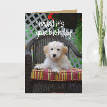 Feliz cumpleaños Golden Doodle Puppy
