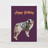 Feliz cumpleaños hermoso pastor australiano