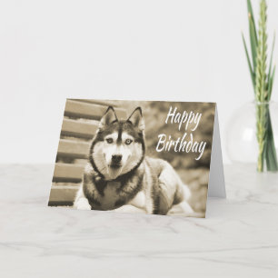 Tarjeta Feliz cumpleaños, Husky Perro cachorro siberiano