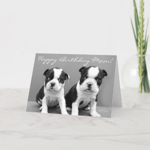 Tarjeta Feliz cumpleaños, mamá, Boston Terrier Puppies